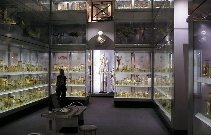 Фото. Скелет Чарльза Бирна в Королевском колледже хирургов, Лондон.  (StoneColdCrazy/commons.wikimedia.org/CC BY-SA 3.0)