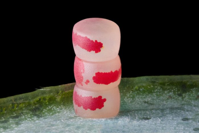 Яйца моли, снятые Е Фей Чжан. (Courtesy of Ye Fei Zhang and Nikon Small World)