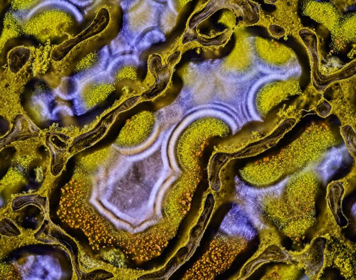 Агатизированная кость динозавра, снято Рэнди Фуллбрайтом. (Courtesy of Randy Fullbright and Nikon Small World)