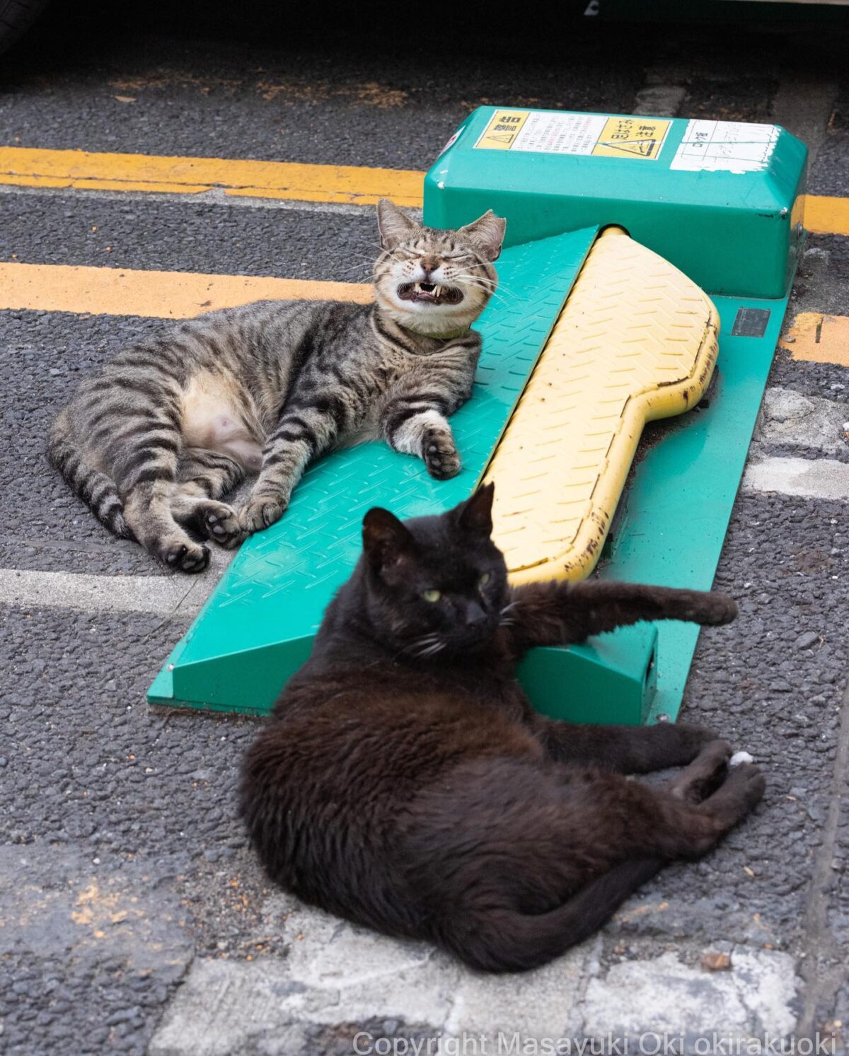 (Courtesy of Masayuki Oki via okirakuoki)