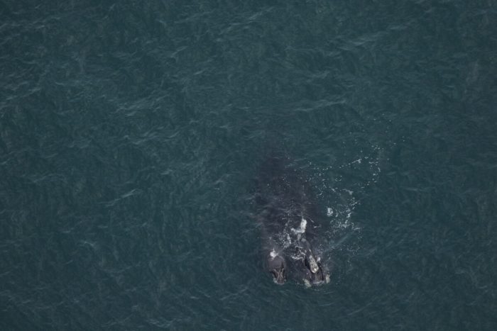 #1711 и её детёныш. (Clearwater Marine Aquarium Research Institute, taken under NOAA perms)