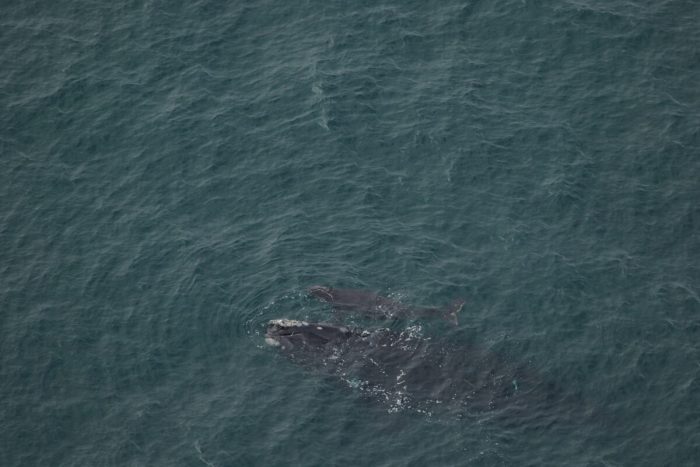 #1711 и детёныш. (Clearwater Marine Aquarium Research Institute, taken under NAA perOmit #20556-01. Funded by United States Army Corps of Engineers)