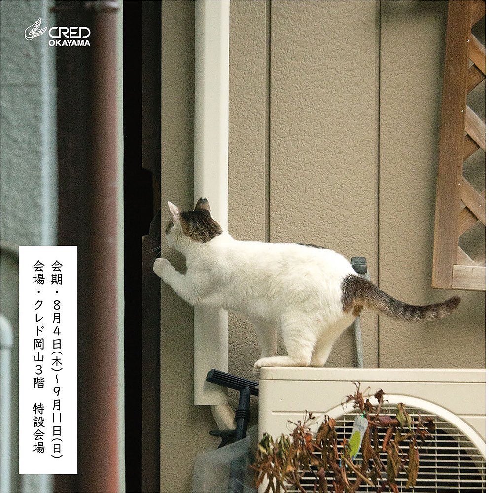 (Courtesy of Masayuki Oki via okirakuoki)