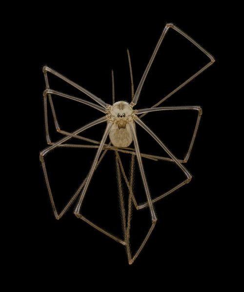 Длиннотелый подвальный/длинноногий паук-папа (pholcus phalangioides), снятый доктором Эндрю Посселтом. (Courtesy of Dr. Andrew Posselt and Nikon Small World)