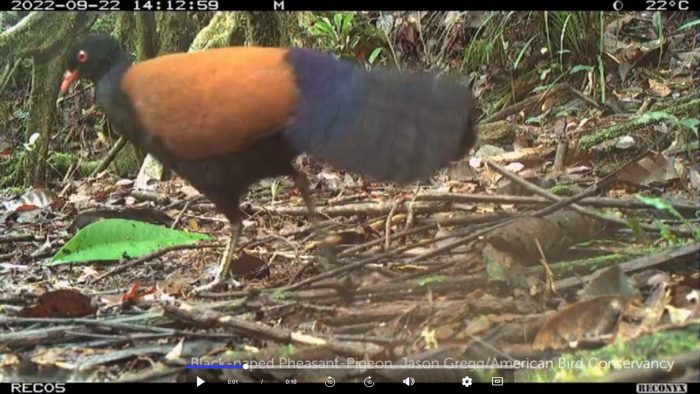 (Courtesy of Doka Nason/American Bird Conservancy)