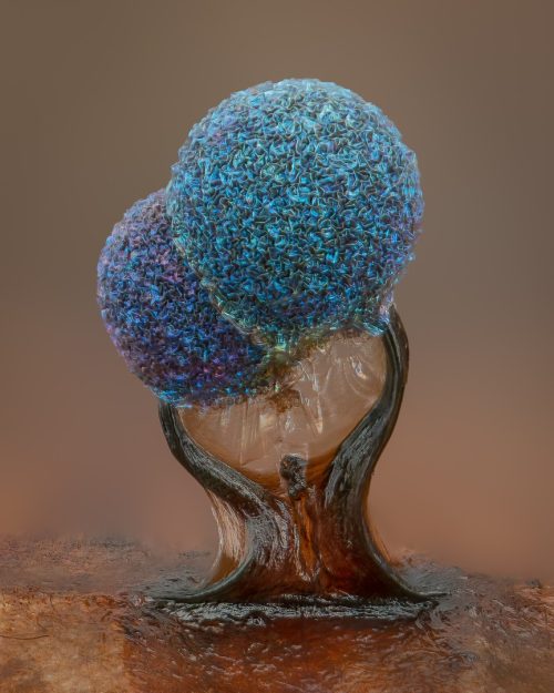 Слизневая плесень (lamproderma), снято Элисон Поллак. (Courtesy of Alison Pollack and Nikon Small World)