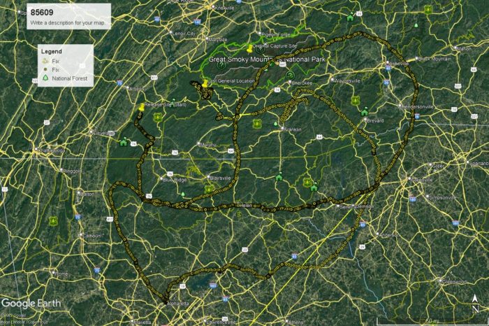 На карте GPS показан путь 609-й медведицы, которая преодолела более 1600 км через 4 штата, чтобы вернуться в родной парк Грейт-Смоки-Маунтинс. (CourtesyofBillStiver)