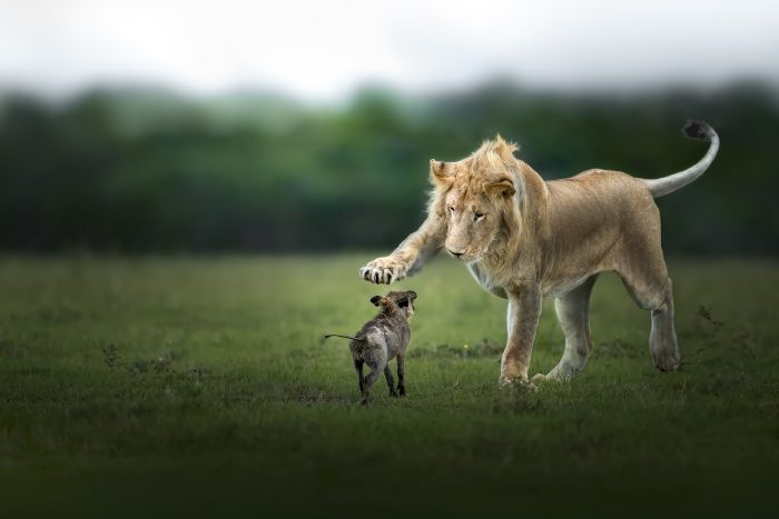 «Последнее желание», Томас Виджаян. (Courtesy of Wilderness Safaris)