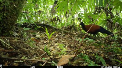 (Courtesy of Doka Nason/American Bird Conservancy)