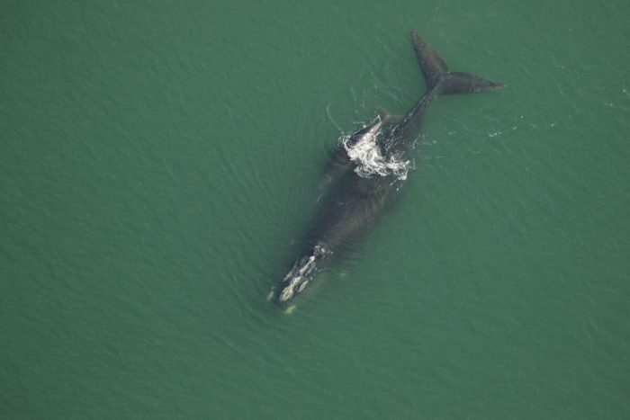 Архипелаг (#3370) и детёныш. (Florida Fish and Wildlife Conservation Commission, NOAA permit 20556)