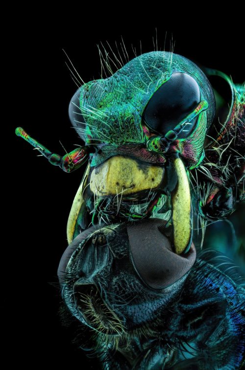 Муха под подбородком тигрового жука, сделанная Муратом Озтюрком. (Courtesy of Murat Öztürk and Nikon Small World)