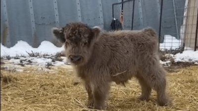 Телёнок Теодор породы миниатюрных шотландских горных коров. (Courtesy of Taylor Crassweller via Cedar Creek Farms)