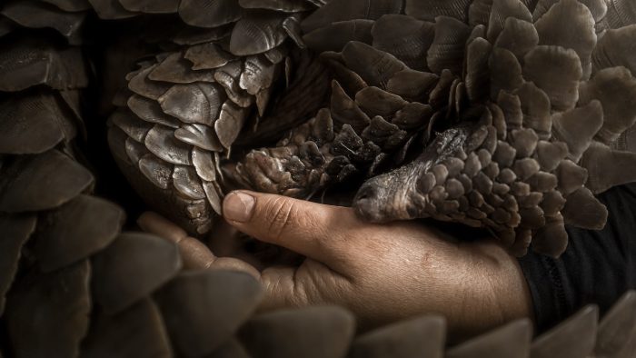 «Цепляясь за жизнь», Блэр Иствуд. (Courtesy of Wilderness Safaris)