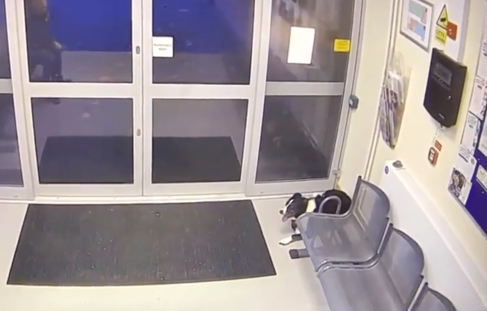 Рози терпеливо ждёт в углу полицейского участка. (Courtesy of Leicestershire Police)