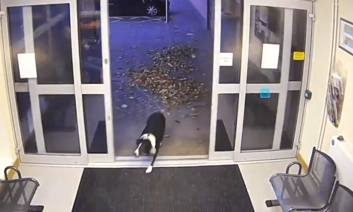 Рози заходит в полицейский участок Лафборо. (Courtesy of Leicestershire Police)