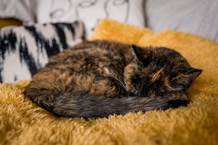 (Courtesy of Cats Protection via Guinness World Records)