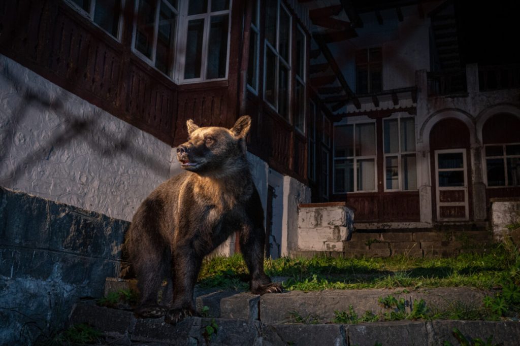 Медведь на заднем дворе. (David Hup и Michiel van Noppen/NPOTY 2022)
