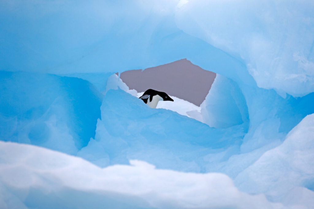 Пингвин Адели. (Zhenghe Xu/NPOTY 2022)