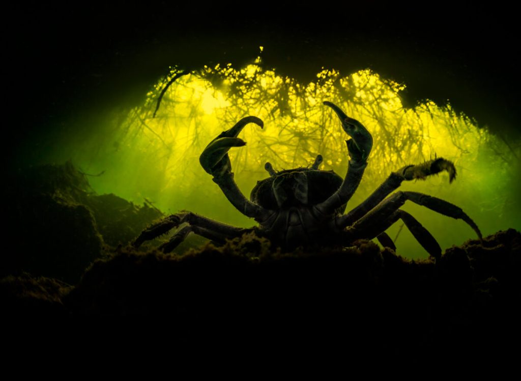 Синий краб. (Martin Broen/NPOTY 2022)