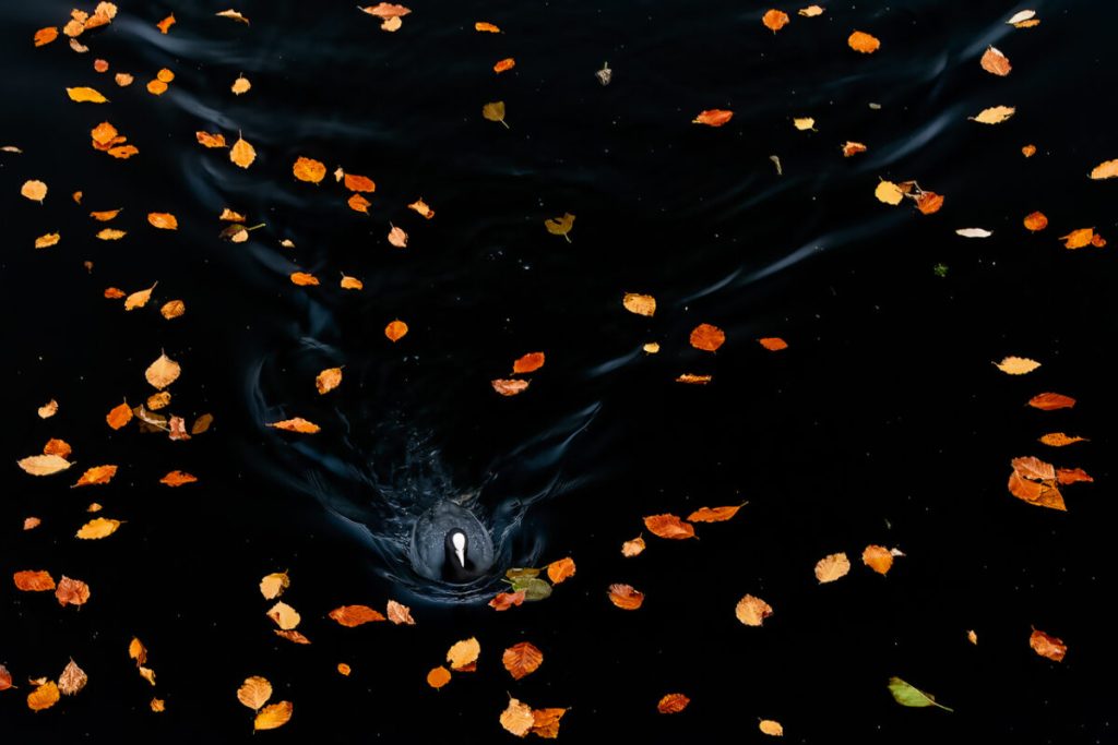Лысуха. (Franka Slothouber/NPOTY 2022)