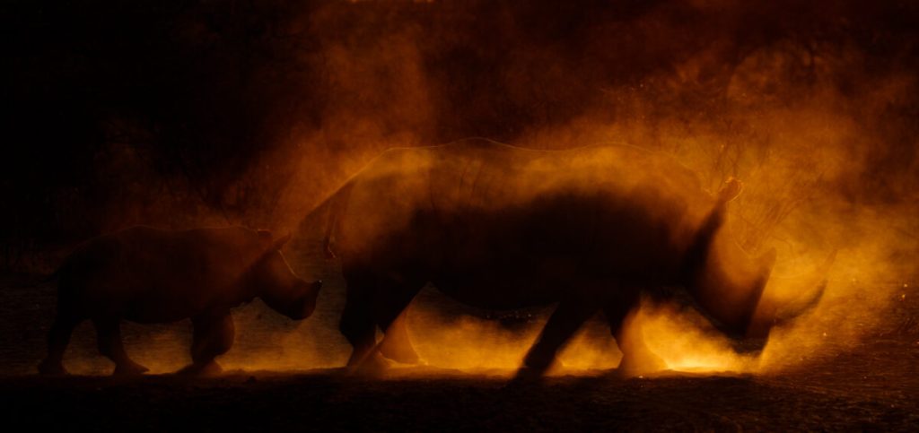 Огонь творения (James Gifford/NPOTY 2022)