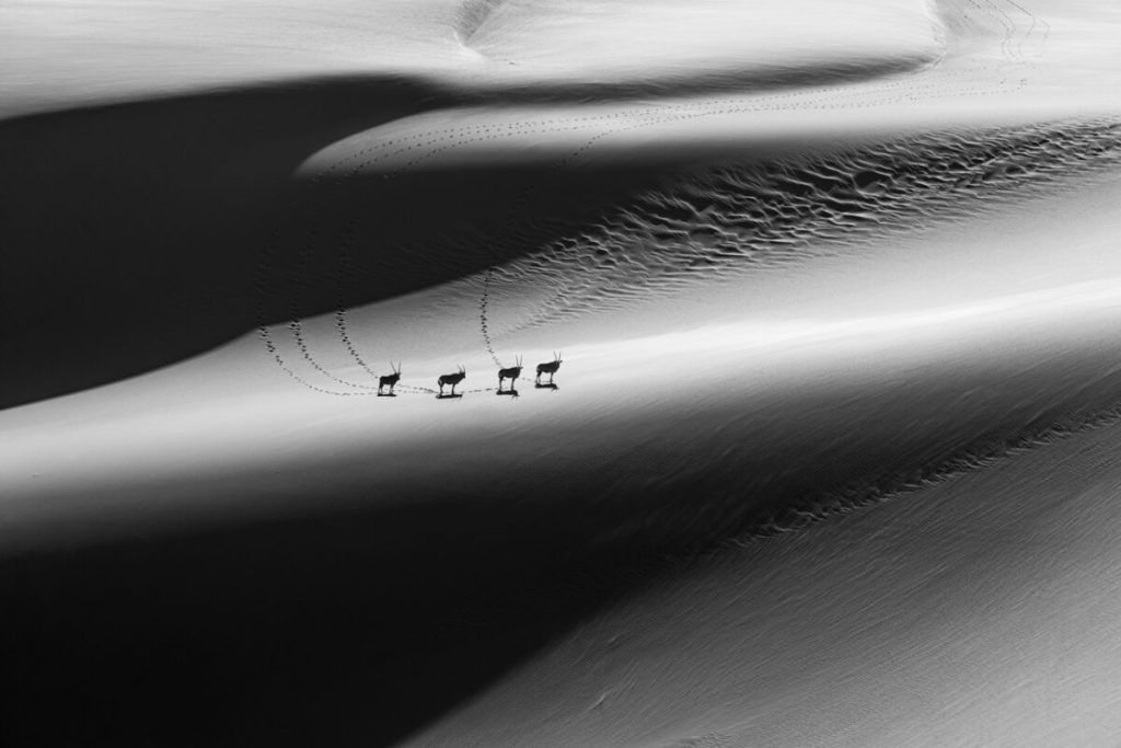 Прогулка по дюнам. (Craig Nelson/NPOTY 2022)