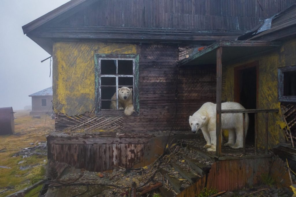 Дом медведей . (Dmitry Kokh/NPOTY 2022)