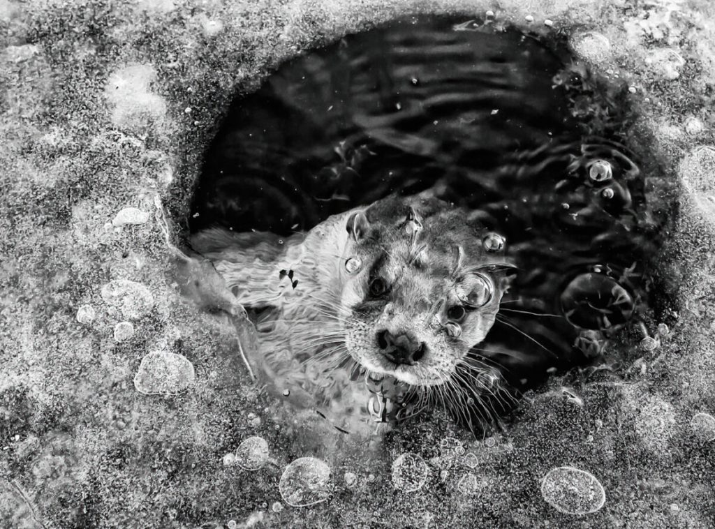 Выдра в проруби. (Ernst Dirksen/NPOTY 2022)