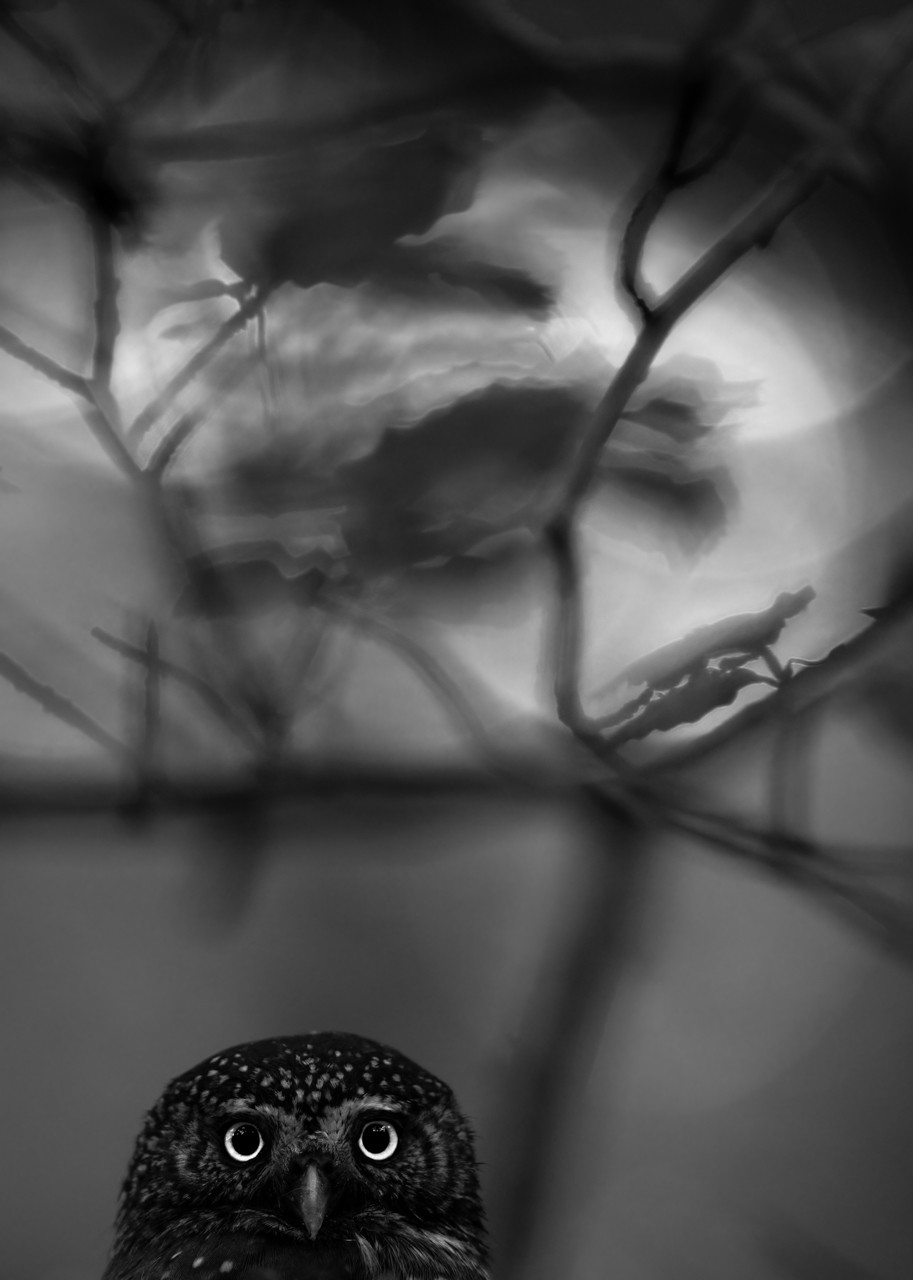 Самка карликовой совы. (Luca Lorenz/NPOTY 2022)