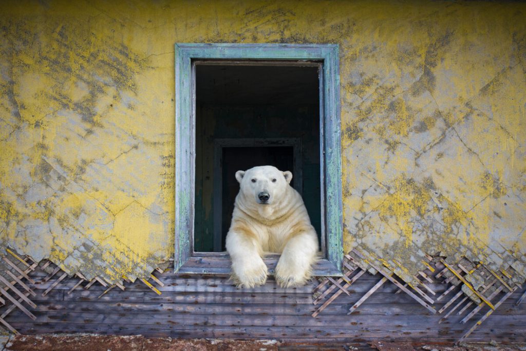 Летний сезон. (Dmitry Kokh/NPOTY 2022)