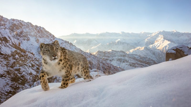 Представляем фотошедевры победителей конкурса Nature Talks Мир принадлежит мне. (Sascha Fonseca/NPOTY 2022)