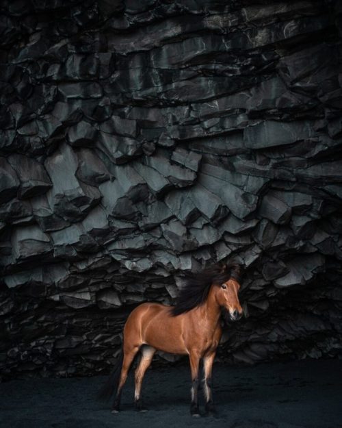 Лошадь на чёрном песчаном пляже Рейнисфьяра с величественными скальными образованиями на заднем плане. (Courtesy of Petra Marita)