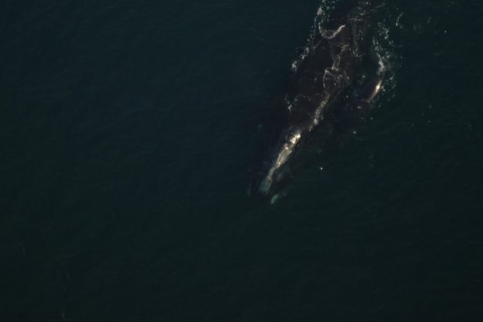 Дымка (#2605) и детёныш. (Clearwater Marine Aquarium Research Institute, taken under NOAA permit #20556)