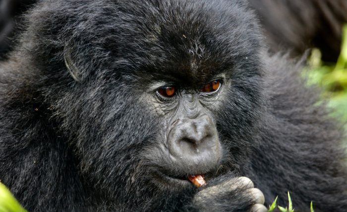 «Время перекуса», Габриэла Потгитер. (Courtesy of Wilderness Safaris)
