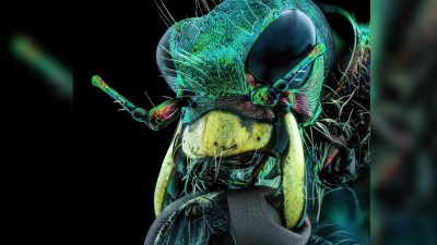 (Courtesy of Murat Öztürk and Nikon Small World) 