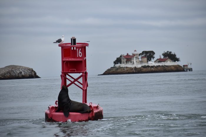 Морской лев возле станции East Brother Light Station. (Courtesy of Tom Butt)