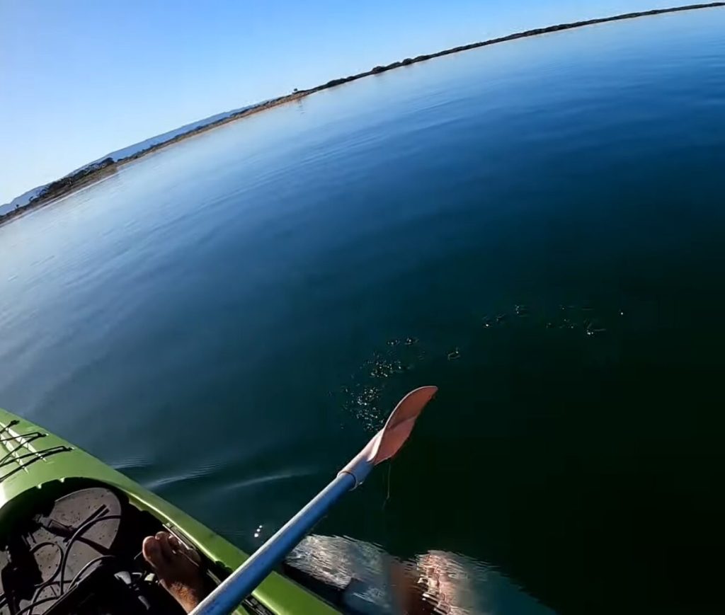 Акула бросается на весло каяка. (Courtesy of Matthew Gorne)