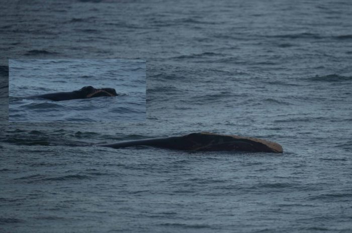 Десятилетняя мама Пилигрим и телёнок. (Photo taken from land by Joel Cohen/Marine Resources Council)