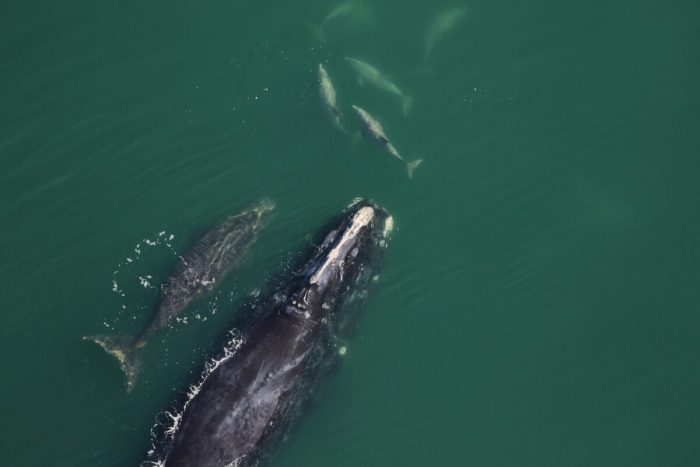 Шпиндель и её детёныш, 7 января 2023 года. (Clearwater Marine Aquarium Research Institute, taken under NOAA permit #20556)