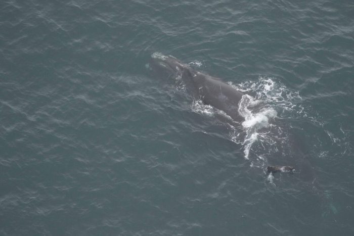 Война (#1812) и её детёныш. (Clearwater Marine Aquarium Research Institute, taken under NOAA permit #20556)