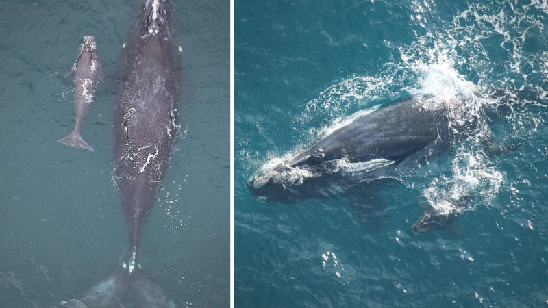 Слева: (Georgia Department of Natural Resources, NOAA permit #21371-04); Справа: (Clearwater Marine Aquarium Research Institute, taken under NOAA permit #20556)