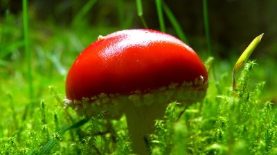 Фото: pxhere.com/СС0