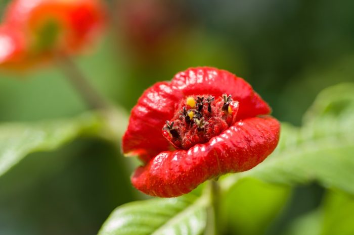 (H.Tanaka/Shutterstock)