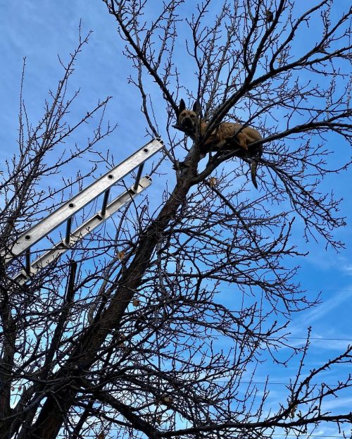 (Courtesy of Caldwell Fire Department)