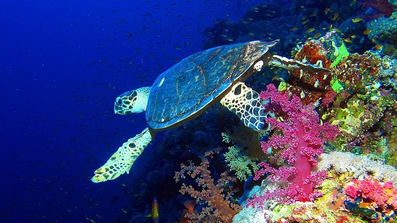 Морская черепаха Хоксбилл на рифе Эльфинстоун. (Фото: wikipedia.org. CC BY-SA 4.0)