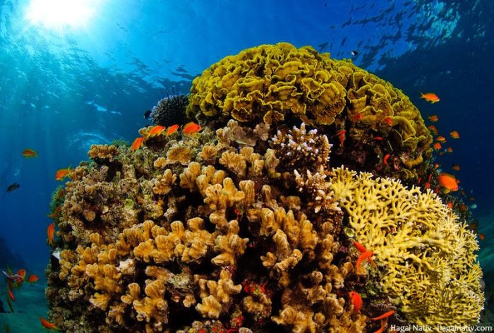 Кораллы Красного моря и морские рыбы. (Фото: wikipedia.org. CC BY-SA 4.0)