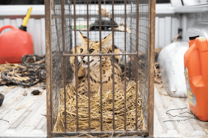 (Courtesy of Turpentine Creek Wildlife Refuge)