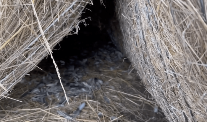 Кошачье логово (Courtesy of Turpentine Creek Wildlife Refuge)