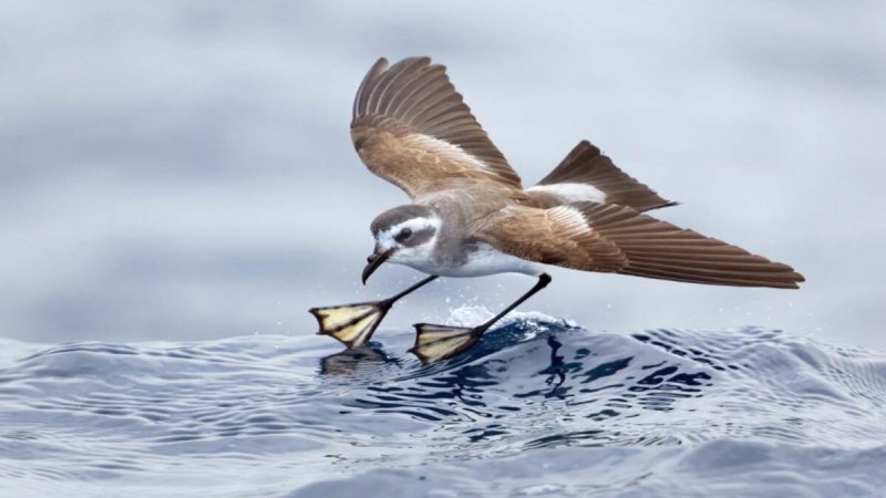 (Courtesy of John Harrison via BirdLife Australia)