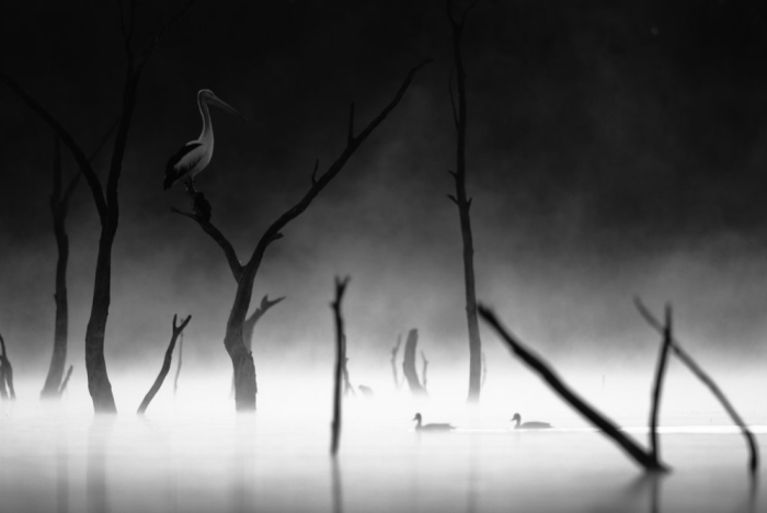 «Страж», Мария Коулман, победитель в категории «Птицы в пейзаже». (Courtesy of Maria Coleman via BirdLife Australia)
